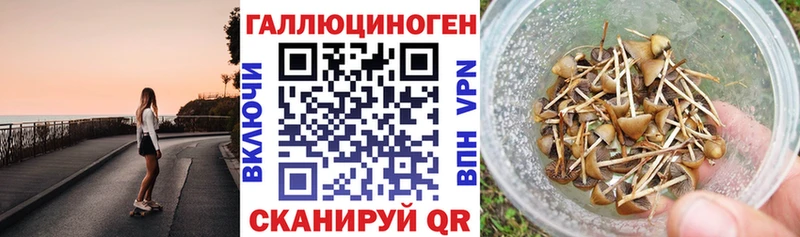 mega сайт  цены   Чернушка  Псилоцибиновые грибы мицелий 