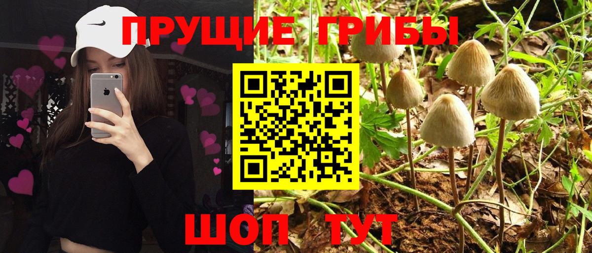 Чернушка  Псилоцибиновые грибы мухоморы  Вход с VPN  Галлюциногенные грибы Psilocybine cubensis 